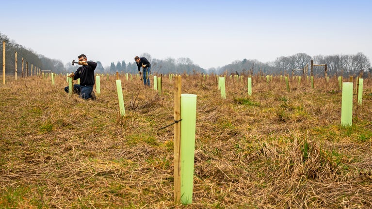 Rangers planting trees at Dunstable Downs as part of major woodland creation project